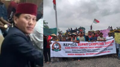 Petani Singkong Lampung Protes Dan Mogok Cabut Singkong