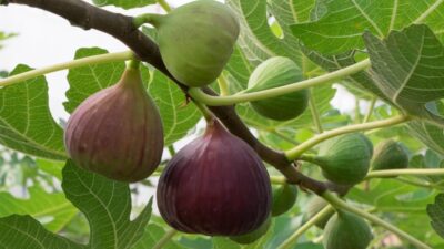 Manfaat Mengkonsumsi Teh Daun Tin bagi Kesehatan