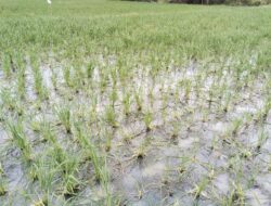 Petani Sidoharjo Perang Dengan Tikus