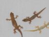 Ini Cara Mengusir Cecak Yang Sering Mengotori Rumah Dengan Efektif
