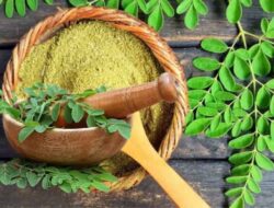 Ini 8 Manfaat Daun Kelor Untuk Kesehatan