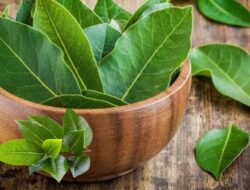 Daun Salam Ternyata Tak Hanya Untuk Bumbu Masak, Tetapi Bermanfaat Juga Untuk Kesehatan Dan Kecantikan