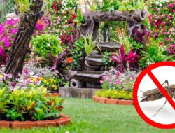 5 Tanaman Pengusir Nyamuk yang Cocok Ditanam Di Rumah