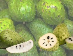 7 Manfaat Buah Sirsak Untuk Kesehatan Yang Menakjubkan