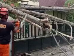 Diterjang Angin Kencang, Kota Padang Dilanda Pohon Tumbang Dan Kebakaran Lahan
