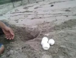Kesadaran Warga Naik, Penyu Langka Kembali Ke Pesisir Selatan