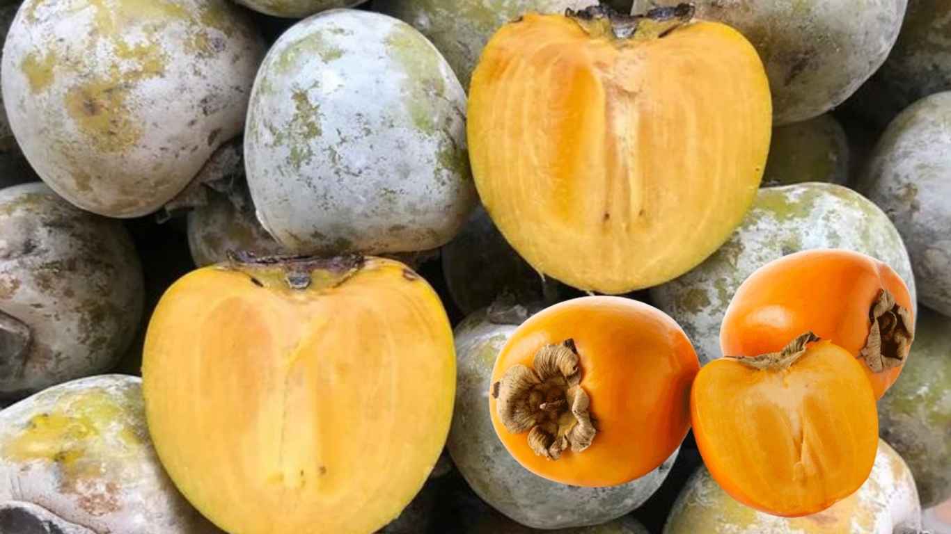 10 Manfaat Mengonsumsi Buah Kesemek Untuk Kesehatan