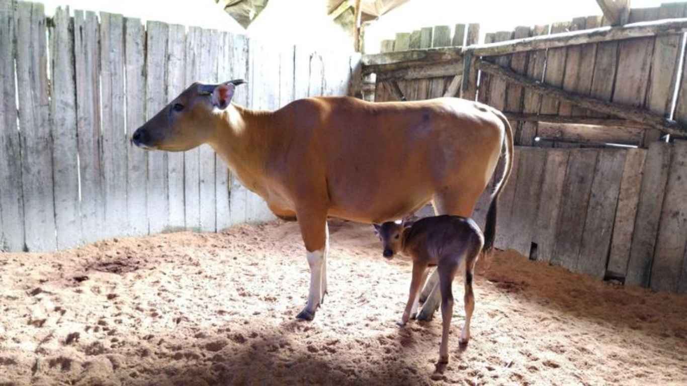 Kedua Kalinya, Banteng Jawa Lahir Di Pusat Reintroduksi Banteng Jawa Pangandaran