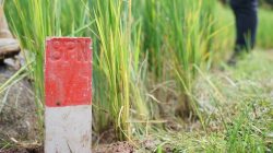 Kurangi Masalah Batas Tanah, Menteri Nusron Imbau Masyarakat Pasang Patok Permanen