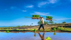NTP Provinsi Lampung Selama Juli 2025 Turun 2,46 Persen