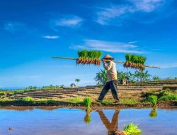 NTP Provinsi Lampung Selama Juli 2025 Turun 2,46 Persen
