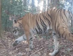 Kamera Trap Ungkap Keberadaan 42 Individu Harimau Sumatera Di Bengkulu