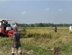 Musim Panen Gadu Menggeliat, Daerah Sentra Nikmati Harga Gabah Yang Baik