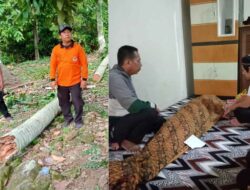 Seorang Ibu Di Kalianda Meninggal Dunia Tertimpa Pohon Yang Tumbang Karena Angin Kencang