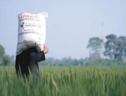 Kementan Pastikan Stok Pupuk Subsidi Aman, Percepatan Tanam Berjalan Lancar