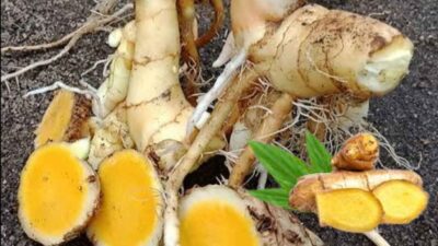 Temu Mangga: Si Rimpang Ajaib dengan Segudang Manfaat untuk Kesehatan