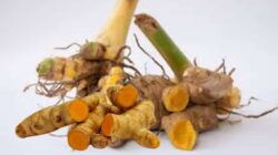 Ini Segudang Manfaat Temu Lawak untuk Kesehatan Manusia