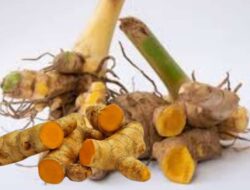 Ini Segudang Manfaat Temu Lawak untuk Kesehatan Manusia