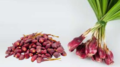 Bawang Dayak: Si Umbi Ajaib dari Kalimantan dengan Segudang Manfaat Kesehatan