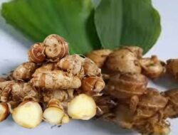 Ini 8 Manfaat  Kencur Bagi Kesehatan Jika Dikonsumsi Secara Rutin Dan Benar