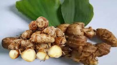 Ini 8 Manfaat  Kencur Bagi Kesehatan Jika Dikonsumsi Secara Rutin Dan Benar