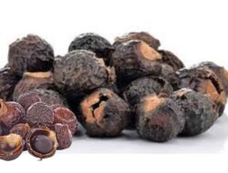 Lerak: Si Buah Ajaib Warisan Nenek Moyang yang Kembali Diminati Di Masa Kini