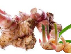 Mengenal Laos: Rahasia Kulit Sehat dari Rempah Serbaguna