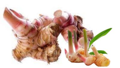 Mengenal Laos: Rahasia Kulit Sehat dari Rempah Serbaguna