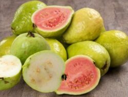 Ini Manfaat Jambu Biji untuk Kesehatan Kita Yang Jarang Diketahui