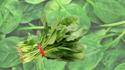 Ini 7 Manfaat Bayam Bagi Kesehatan Tubuh Kita