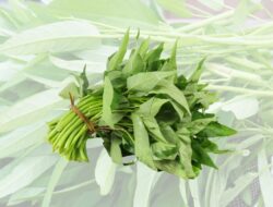 Berikut Ini 10 Manfaat Kangkung yang Sering Diremehkan