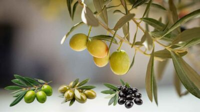 Ini 5 Manfaat Buah Zaitun yang Menyehatkan Tubuh