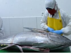 KKP Fasilitasi UPI Peroleh Tarif 0% Ekspor Tuna ke Jepang