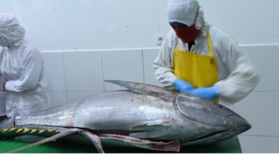 KKP Fasilitasi UPI Peroleh Tarif 0% Ekspor Tuna ke Jepang