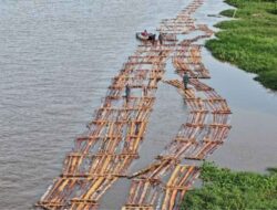 Gakkum Kehutanan Gagalkan Peredaran Kayu Ilegal, Amankan Rakit Kayu Berisi Ratusan Kayu di Ketapang Kalimantan Barat