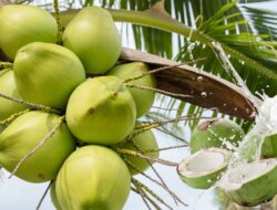 Ini Manfaat Air Kelapa, Minuman Alami Penuh Manfaat untuk Kesehatan Tubuh