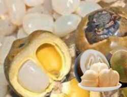 Yuk, Menyingkap Manfaat Tersembunyi Buah Lontar