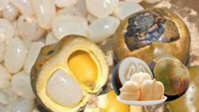 Yuk, Menyingkap Manfaat Tersembunyi Buah Lontar