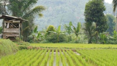 Rehabilitasi Irigasi Dipercepat, Swasembada Pangan Nyata di Depan Mata