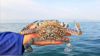 KKP Terbitkan 292 Sertifikat CoA Jaga Geliat Ekspor Rajungan ke AS