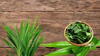 Ini Manfaat Daun Pandan, Dari Aroma Alami Hingga Manfaat untuk Kesehatan