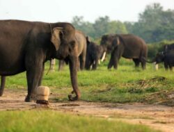Pemkab Lampung Timur Apresiasi Rencana Pembangunan Tanggul Di TNWK