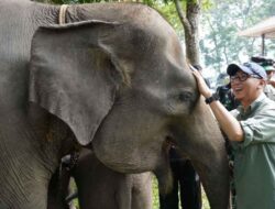 Gubernur Lampung Komitmen Mendorong Penanganan Konflik Gajah-Manusia Di TNWK