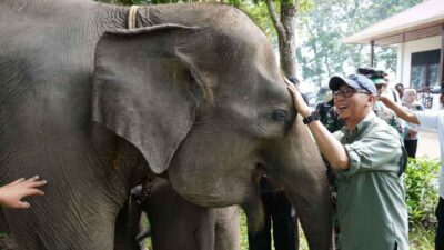Gubernur Lampung Komitmen Mendorong Penanganan Konflik Gajah-Manusia Di TNWK