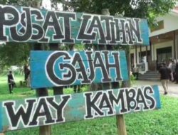 Pagar Way Kambas Dibangun, TNI Turun Tangan Redam Konflik Gajah–Warga