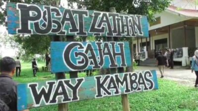 Pagar Way Kambas Dibangun, TNI Turun Tangan Redam Konflik Gajah–Warga
