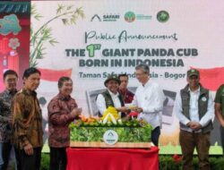 Menhut Umumkan Kelahiran Bayi Panda Pertama di Indonesia