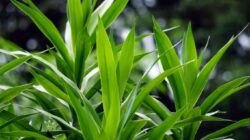 Ini 7 Keajaiban Daun Suji Untuk Kesehatan Kita