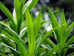 Ini 7 Keajaiban Daun Suji Untuk Kesehatan Kita