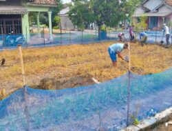 FPPJ Sidoharjo, Way Panji, Gelar Jumat Bersih Untuk Pengelolaan Drainase dan Kebun Sayur